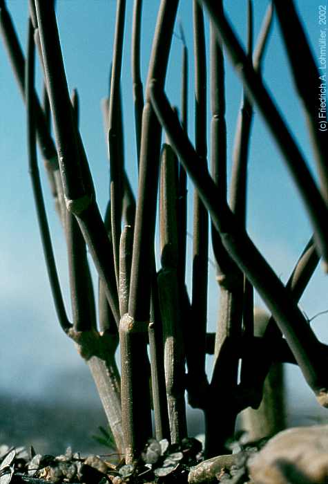 Ceropegia fusca