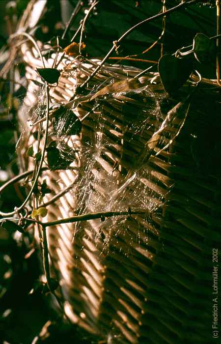 Ceropegia woodii