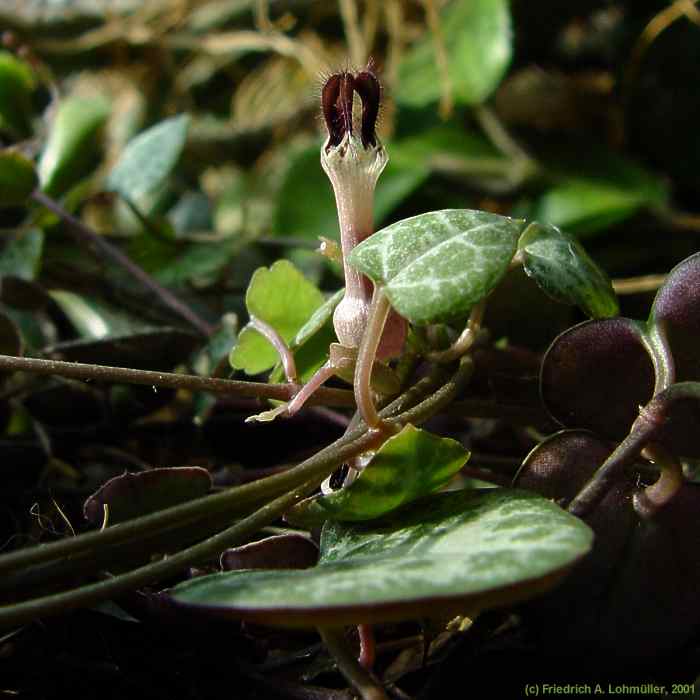 Ceropegia woodii