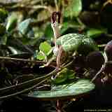 Ceropegia woodii