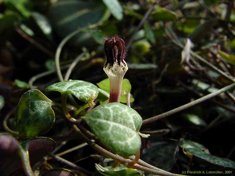 Ceropegia woodii