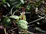 Ceropegia woodii