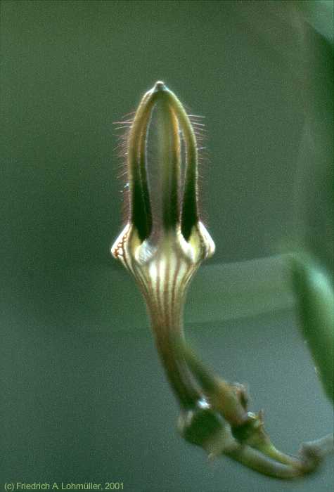 Ceropegia africana ssp. africana