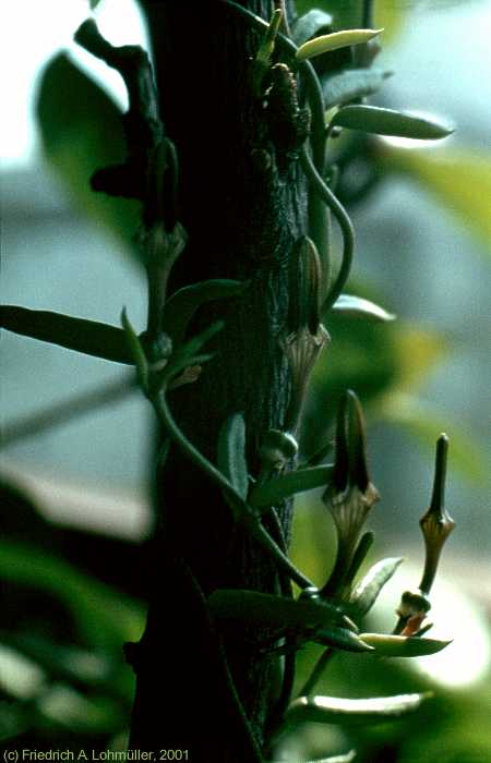 Ceropegia africana ssp. africana