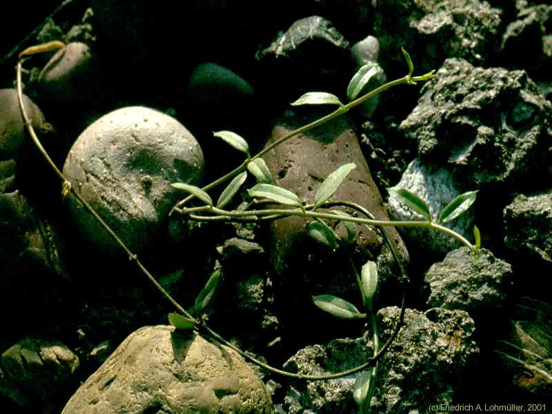 Ceropegia africana ssp. africana