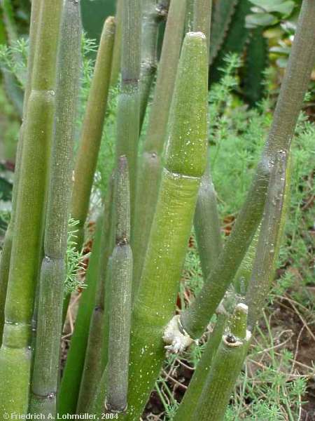 Ceropegia ceratophora