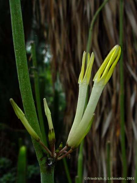 Ceropegia dichotoma