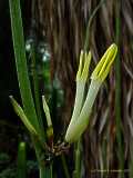 Ceropegia dichotoma