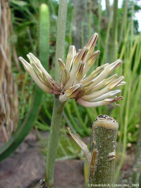 Ceropegia ceratophora