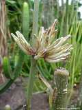 Ceropegia ceratophora