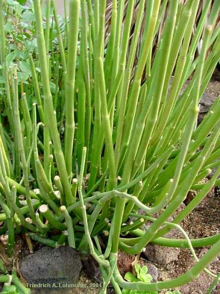 Ceropegia dichotoma