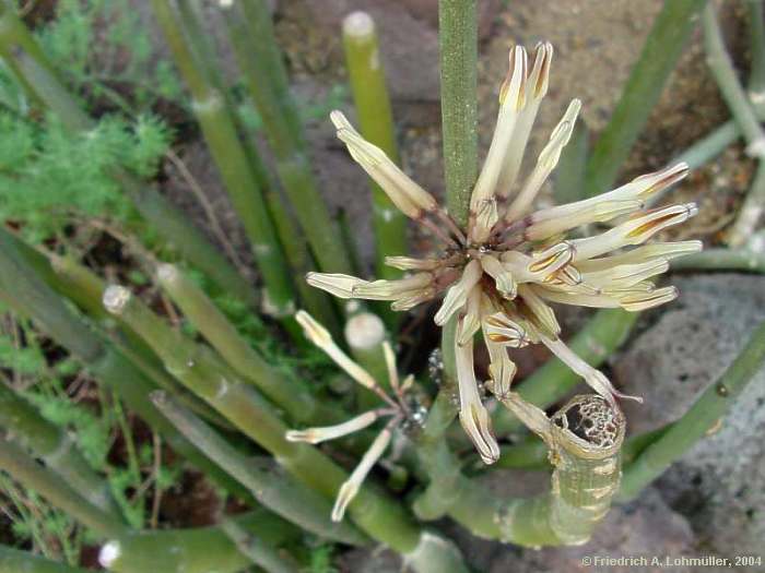 Ceropegia ceratophora