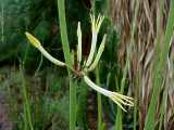 Ceropegia dichotoma