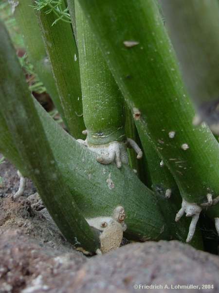 Ceropegia ceratophora