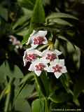 Hoya bella