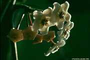 Hoya carnosa, Wax plant, Fleischige Wachsblume