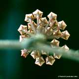 Hoya carnosa, Wax plant, Fleischige Wachsblume