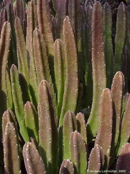 Stapelia nobilis