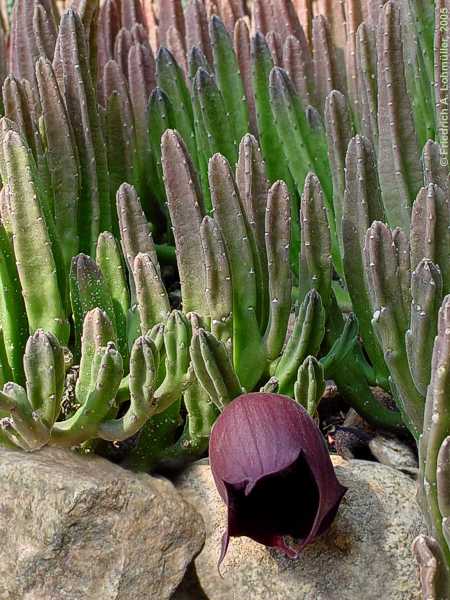 Stapelia nobilis