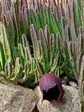 Stapelia nobilis