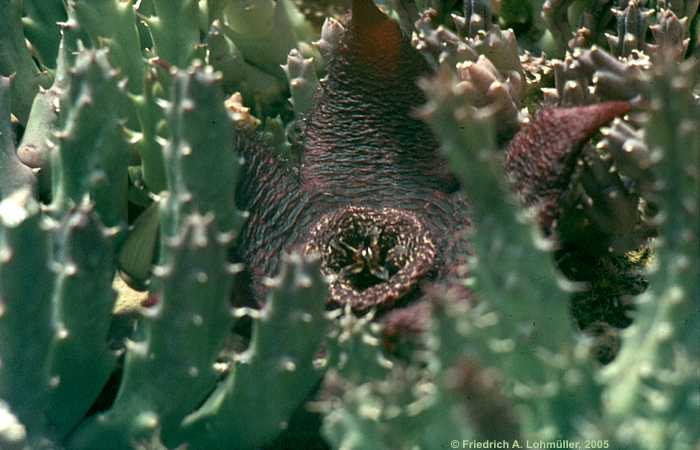 Stapelia sp.