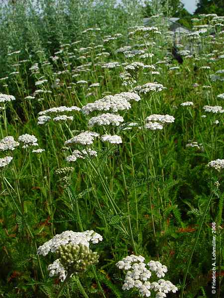 Achillea millefolium