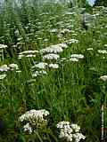 Achillea millefolium