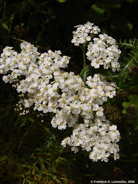 Achillea millefolium