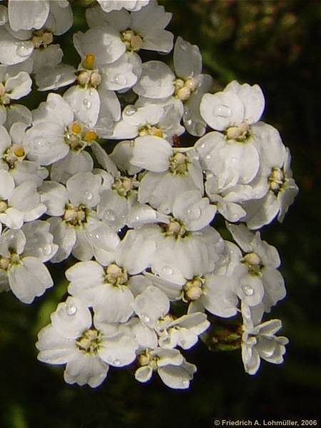 Achillea millefolium