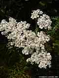 Achillea millefolium