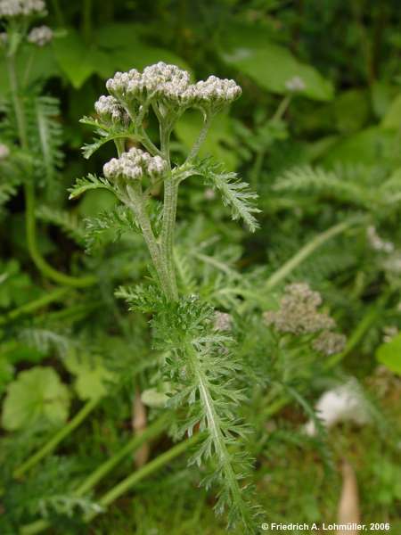 Achillea millefolium