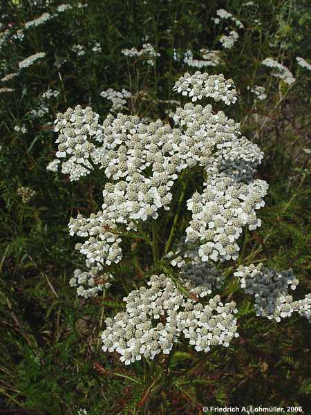 Achillea millefolium