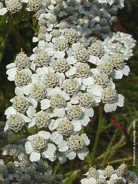 Achillea millefolium