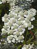 Achillea ptarmica