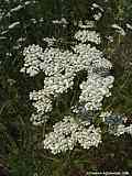 Achillea millefolium