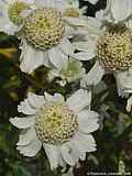 Achillea ptarmica