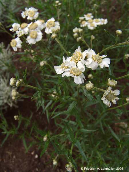 Achillea ptarmica