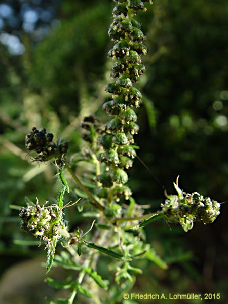 Ambrosia artemisiifolia