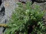 Anacyclus pyrethrum var. depressum