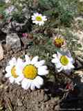 Anacyclus pyrethrum var. depressum