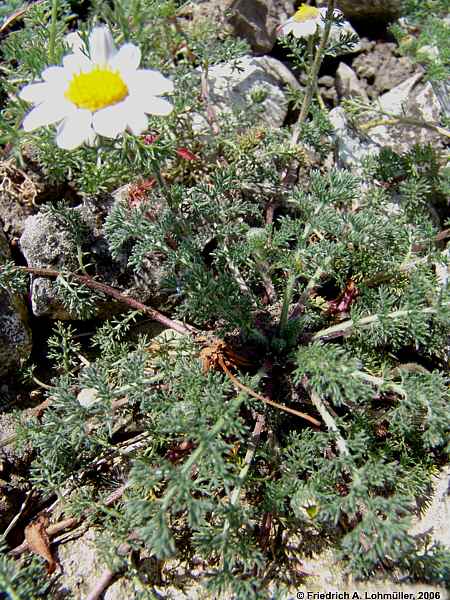 Anacyclus pyrethrum var. depressum