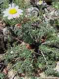 Anacyclus pyrethrum var. depressum