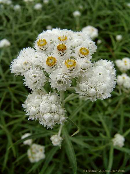 Anaphalis margaritacea