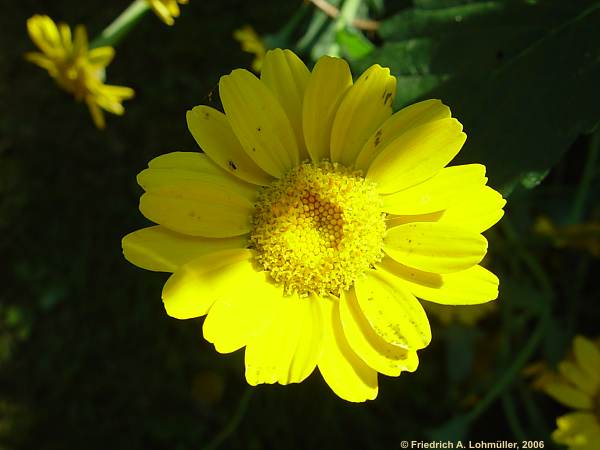 Anthemis marschalliana