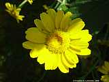 Anthemis marschalliana