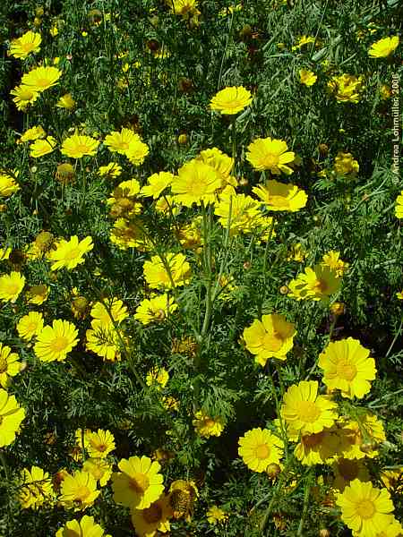 Anthemis marschalliana