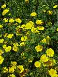 Anthemis