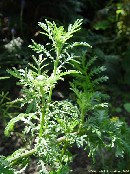 Anthemis marschalliana