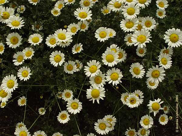 Anthemis tinctoria