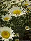 Anthemis tinctoria